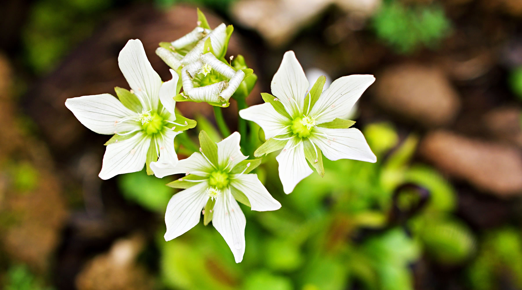 should you cut off venus flytrap flowers