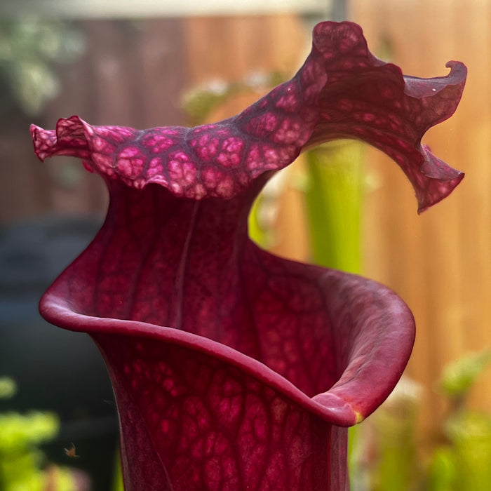 Sarracenia × moorei 'Praetorian Guard'