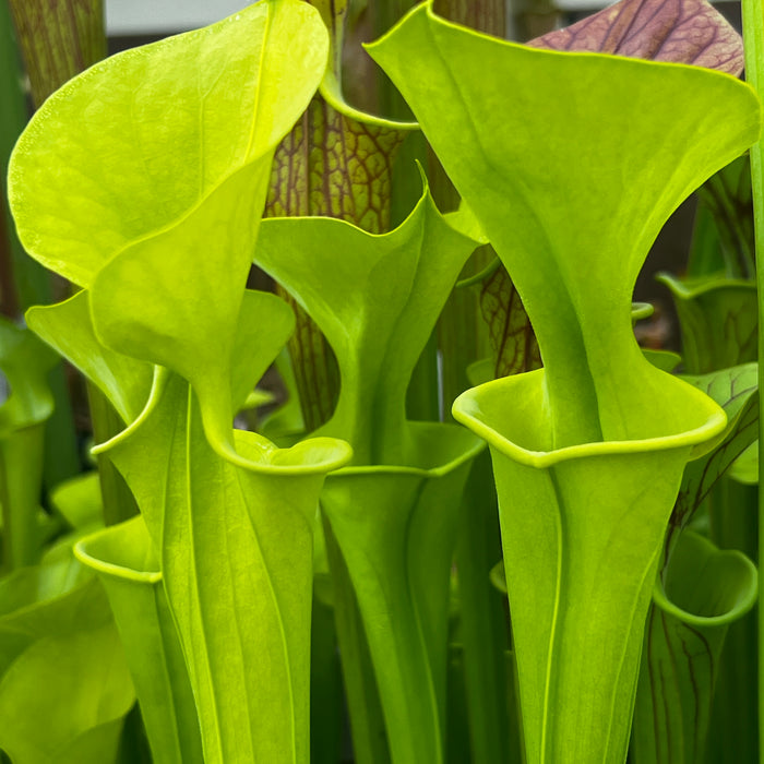 Sarracenia flava var. maxima - Yellow Pitcher (Sussex County, Virginia) MK-F193