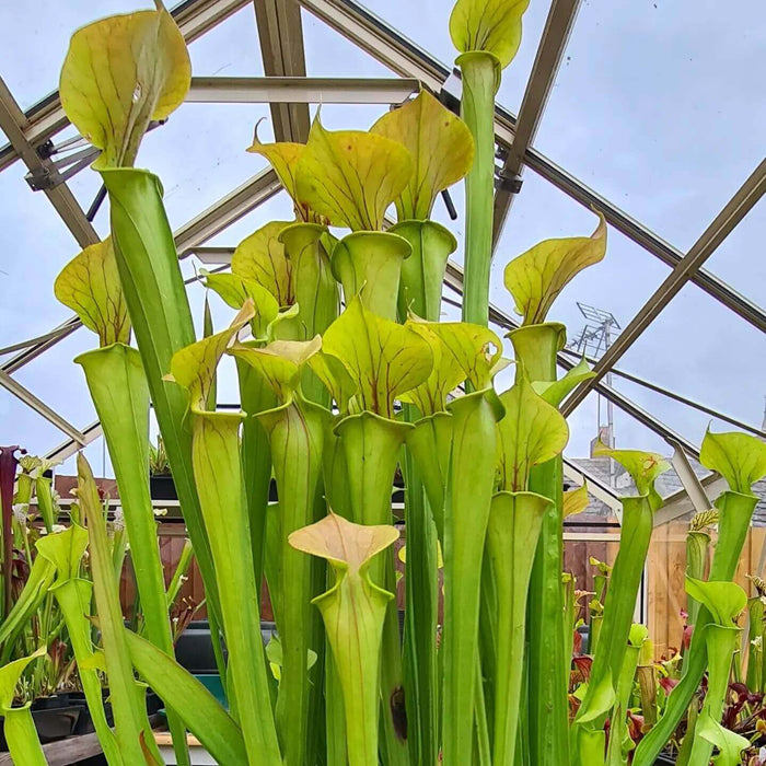 Sarracenia flava var. cuprea (Santee Coastal Reserve, South Carolina)