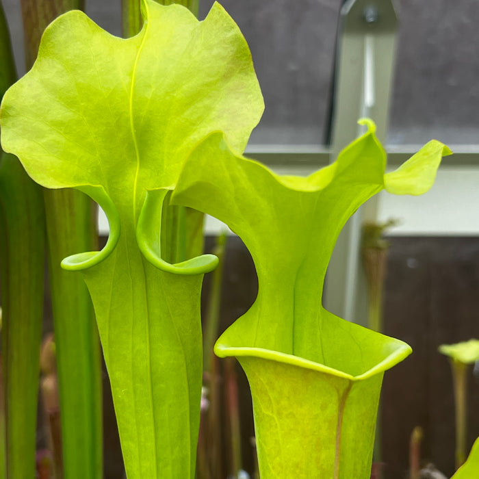 Sarracenia flava var. maxima - Tall All Green Copper Tinged, Reverse Veined