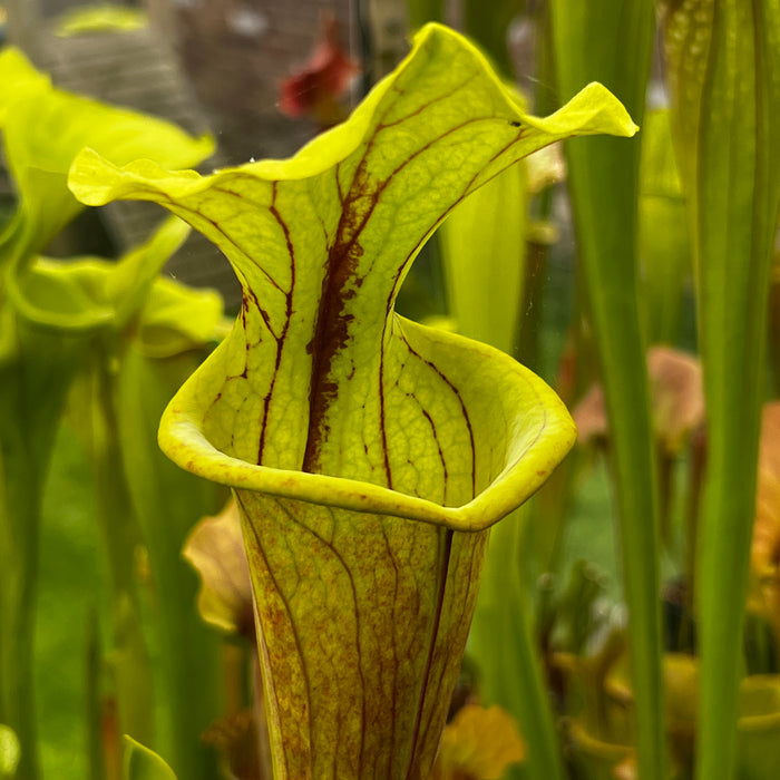 Sarracenia × moorei X flava var. atropurpurea