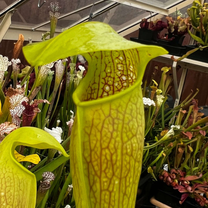 Sarracenia × miniata - Kew Holotype