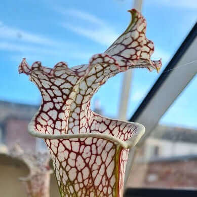 Sarracenia leucophylla 'Cronus' (Titan™) MK-L47