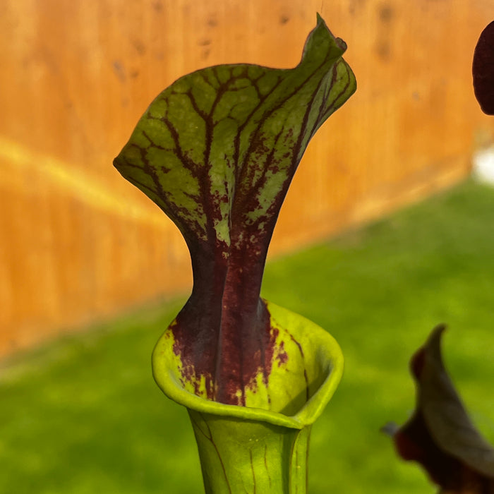 Sarracenia 'Jenny's Choice'