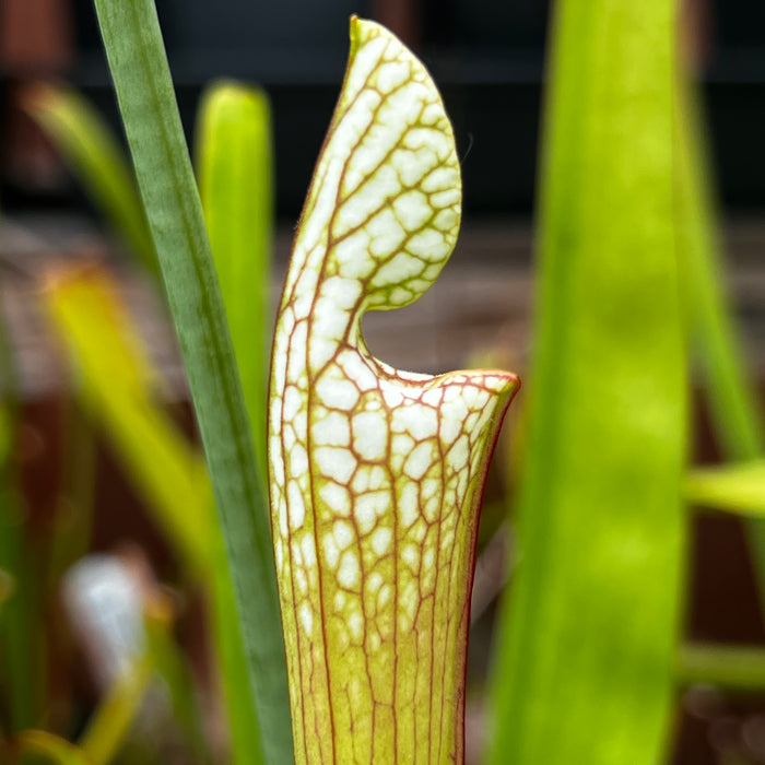 Sarracenia leucophylla var. alba 'Hurricane Creek White' - Clone D (Baldwin County, Alabama) MK-L145D