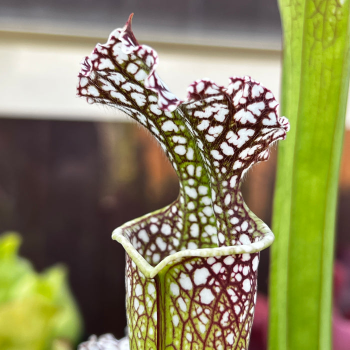 Sarracenia leucophylla var. leucophylla - Purple & White Giant (Rt71, Altha, Calhoun County, Florida)