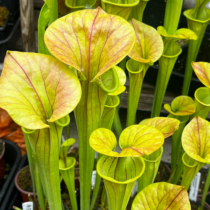 Sarracenia flava var. cuprea (North Carolina)