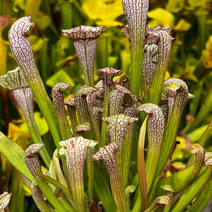 Sarracenia Ladies In Waiting X Hummers Hammerhead Cl. 2