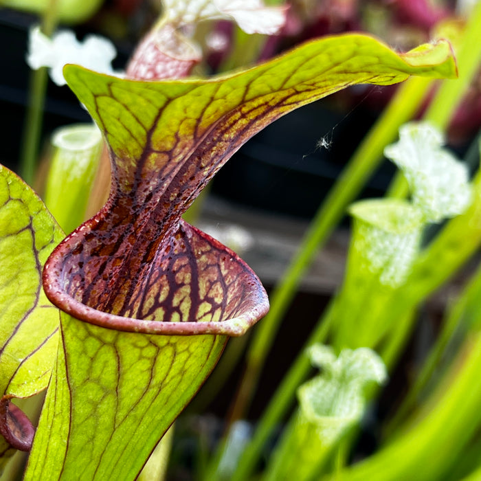 Sarracenia oreophila Red Lip & Throat, Heavily Veined IP-O01