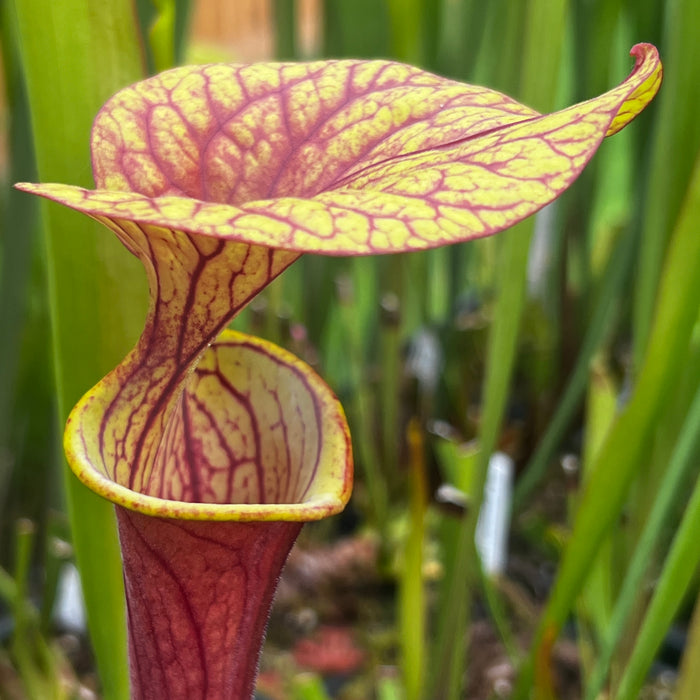 Sarracenia oreophila X flava var. ornata 'Chou-Necktie' No. 20 MK-H287