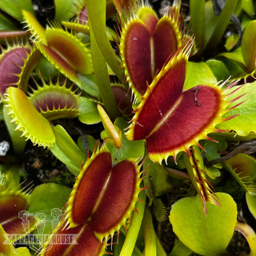 Dionaea Muscipula D23