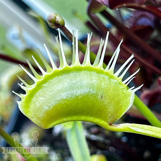 Dionaea Muscipula Darwin