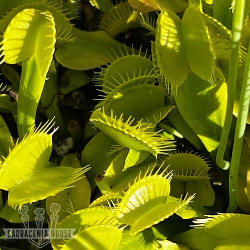Dionaea Muscipula Grün