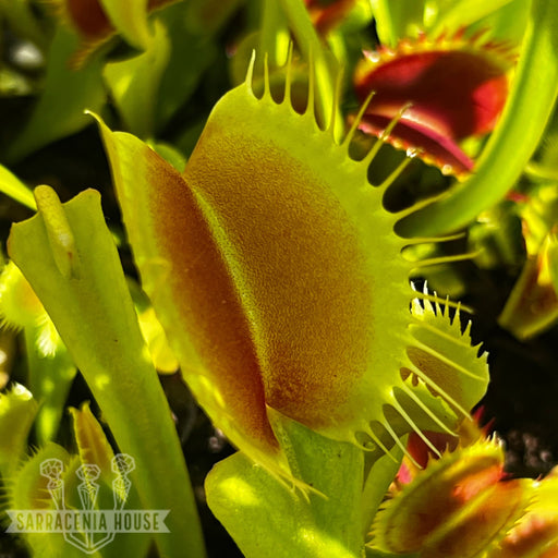 Dionaea Muscipula Megatrap
