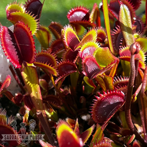 Dionaea Muscipula Red Piranha