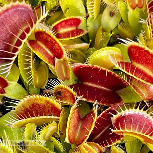Dionaea Muscipula Rouge Sombre