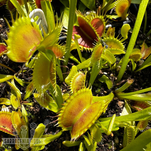 Dionaea Muscipula Tiger Fangs