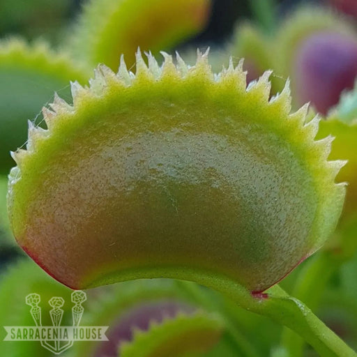 Dionaea muscipula 'Trident'