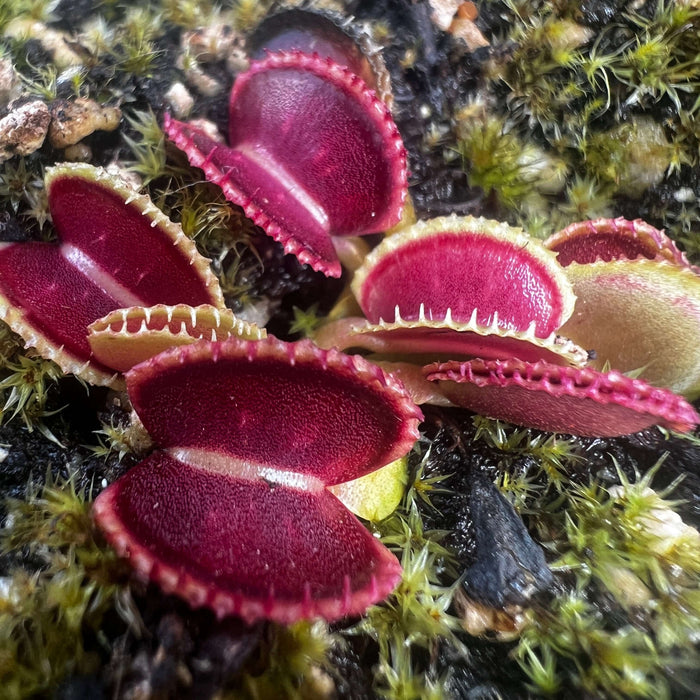 Dionaea Muscipula Cracker