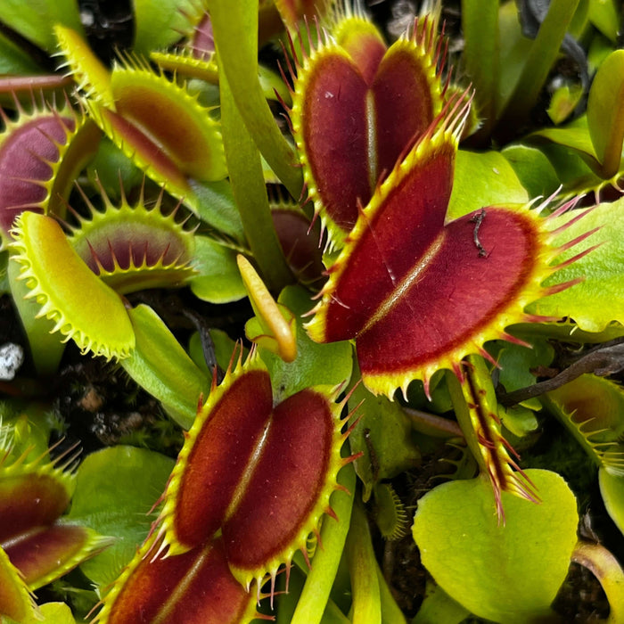 Dionaea Muscipula D23