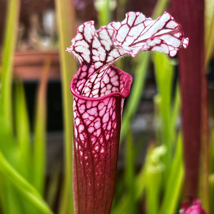 Sarracenia Leucophylla Red/ Pink Tube (Pedido Alabama) Mk-L49B
