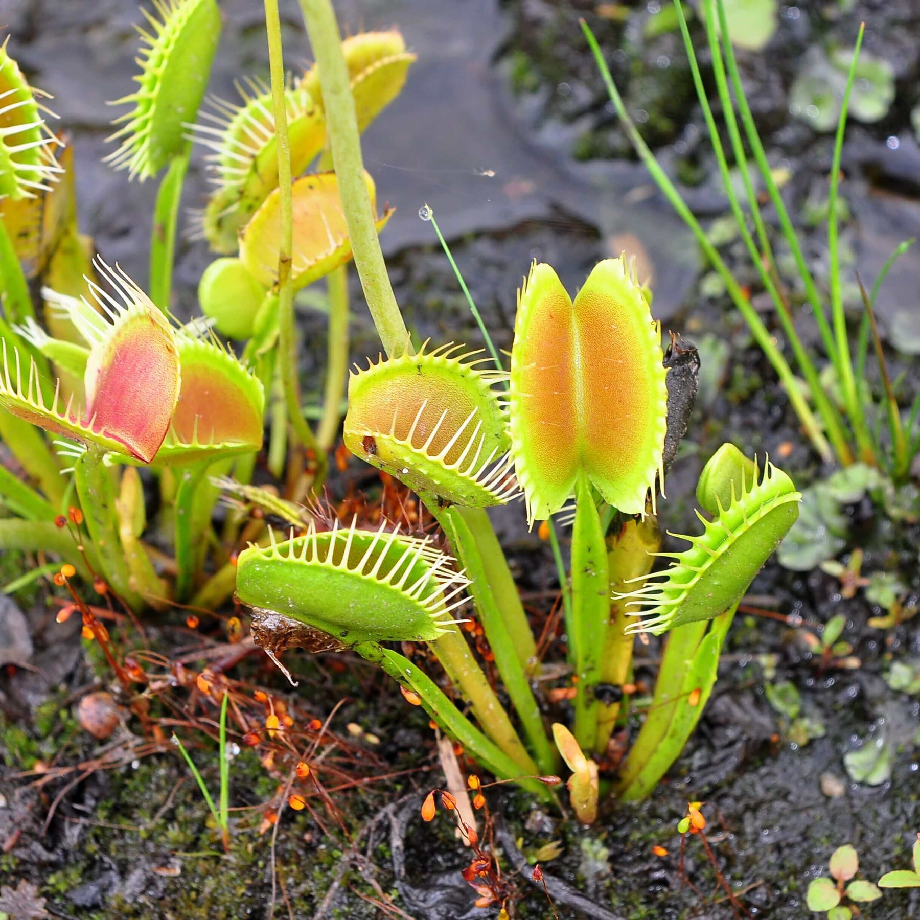 How to Grow Venus Fly Traps in the UK