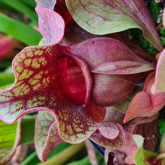 Sarracenia rosea or Sarracenia purpurea subsp. venosa var. burkii?