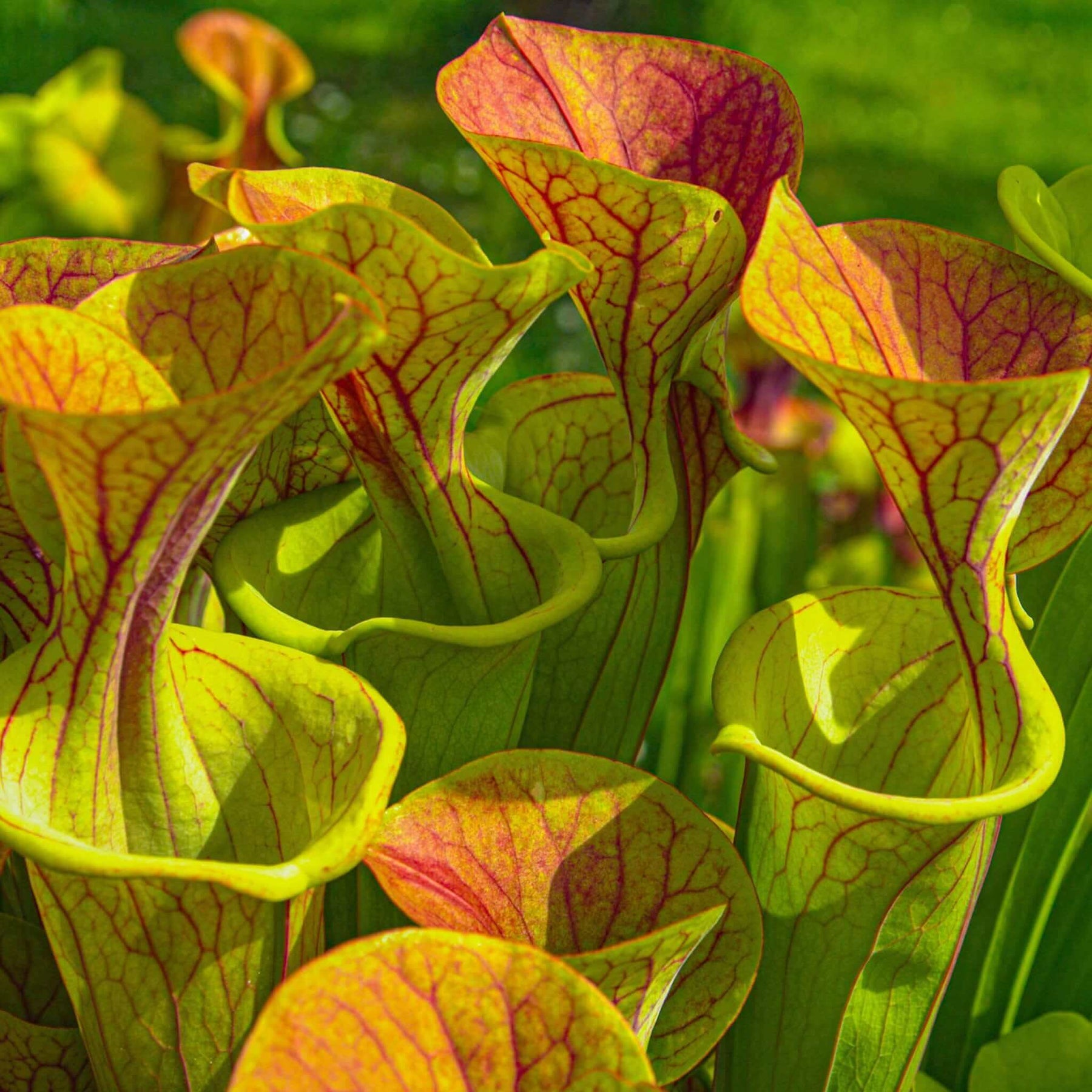 How to Grow Sarracenia Pitcher Plants in the UK