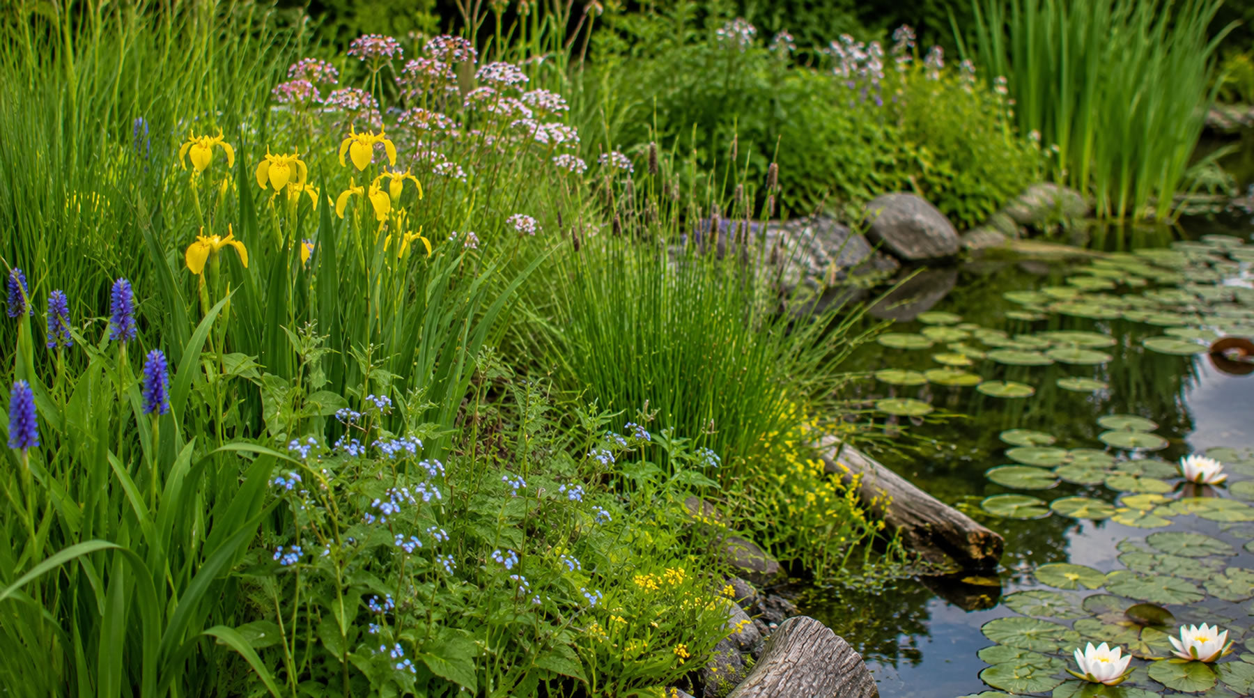 10 best marginal pond plants