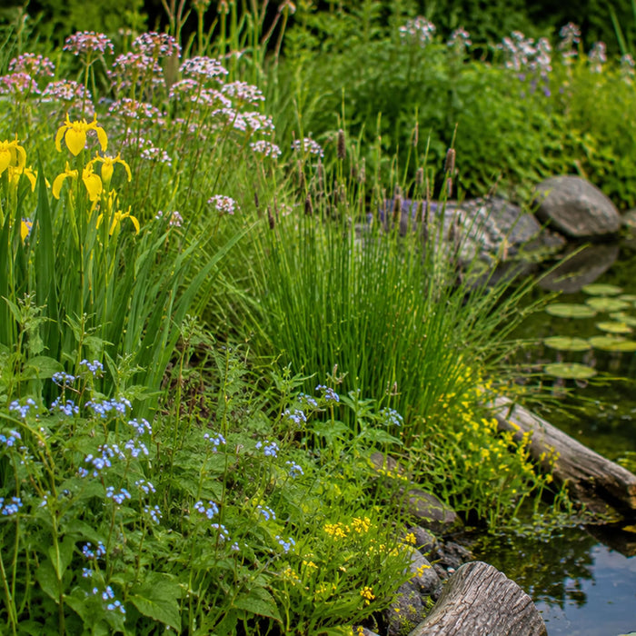 10 best marginal pond plants