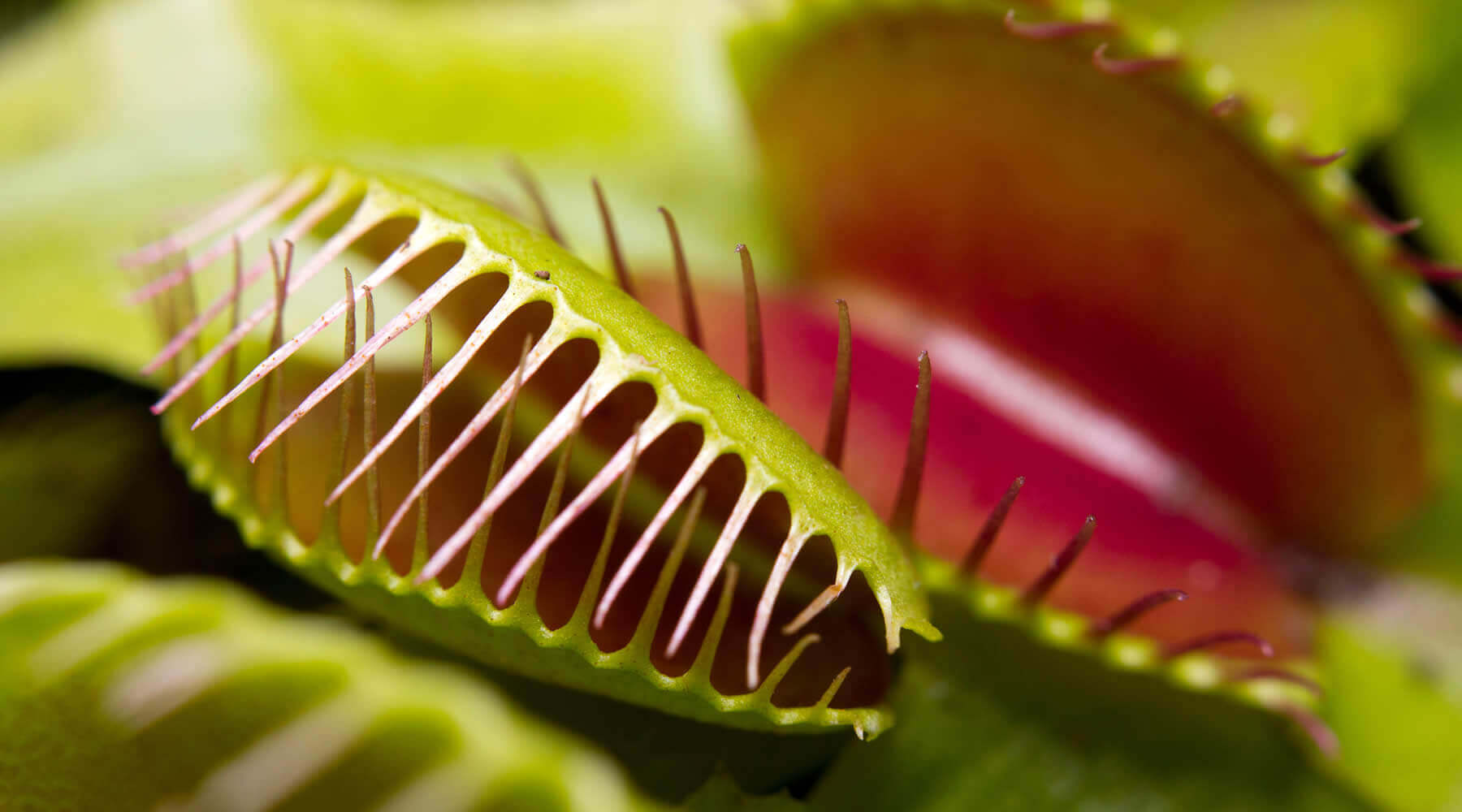 A Brief Introduction to the Venus Fly Trap (Dionaea muscipula)