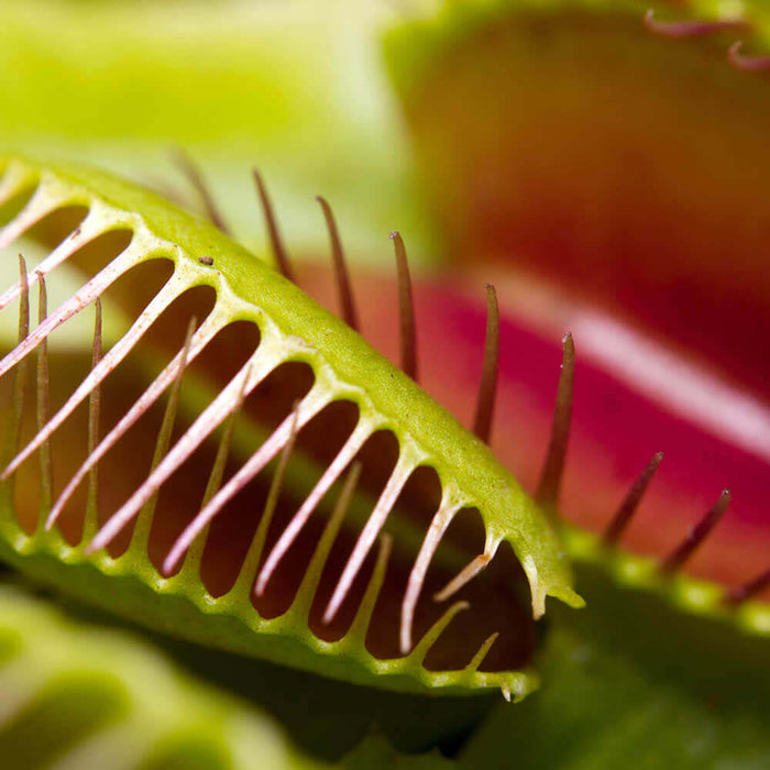 A Brief Introduction to the Venus Fly Trap (Dionaea muscipula)