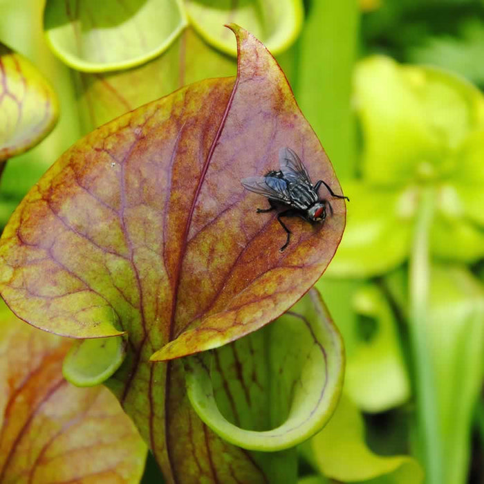 The 7 Varieties of Sarracenia flava - An Introduction