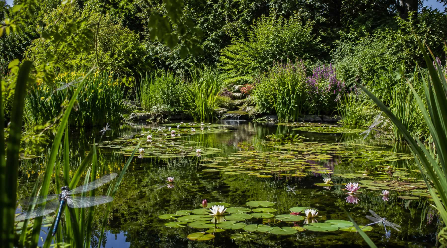 garden pond