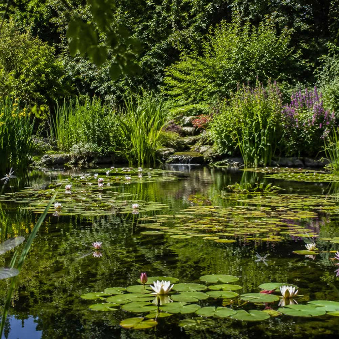 garden pond