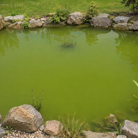 green water pond