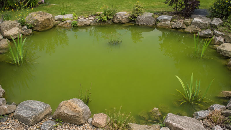 green water pond