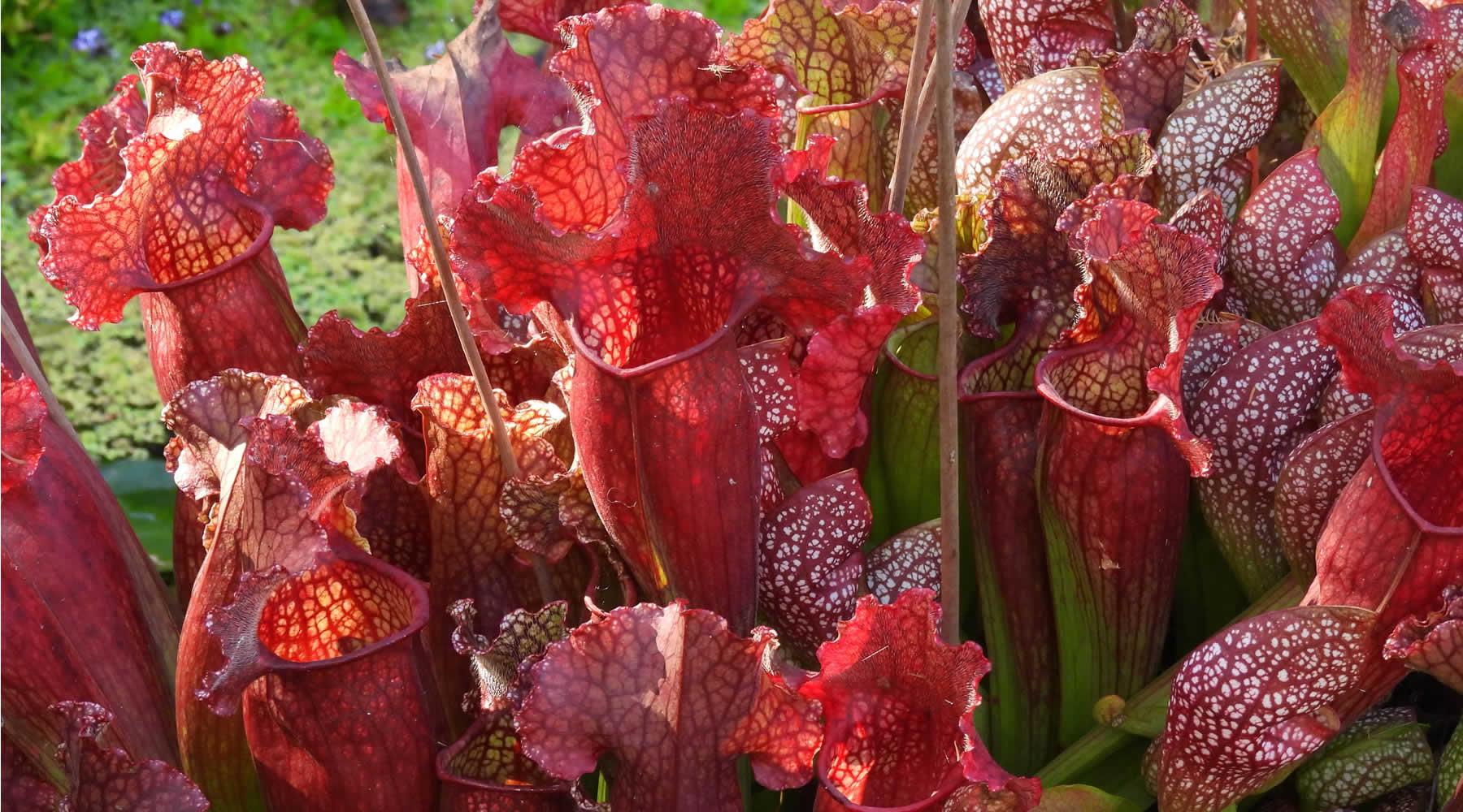 Sarracenia Hybrid Names - A Complete List