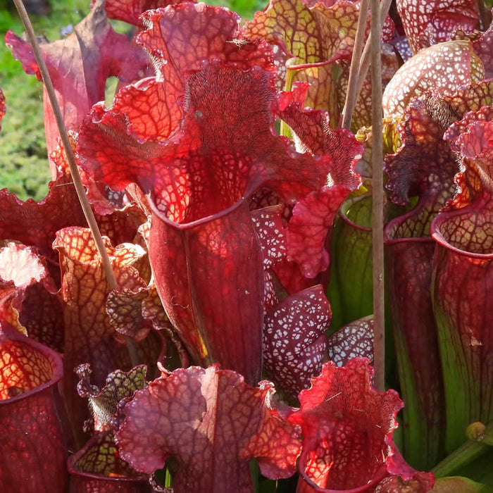 Sarracenia Hybrid Names - A Complete List