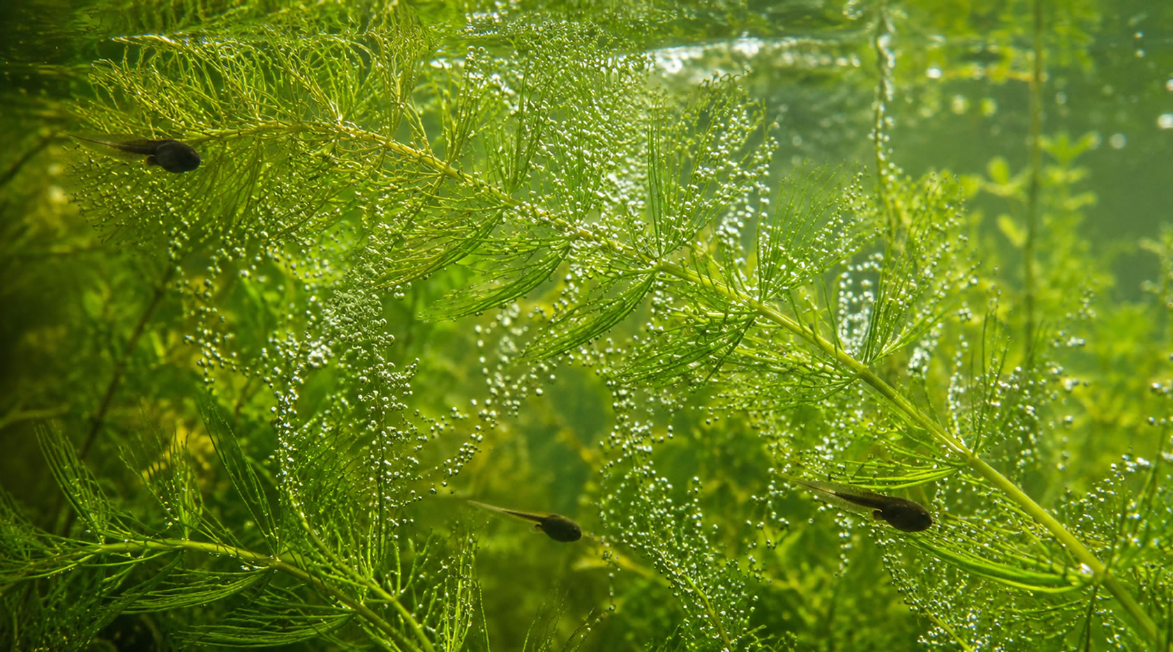 oxygenating plants with tadpoles