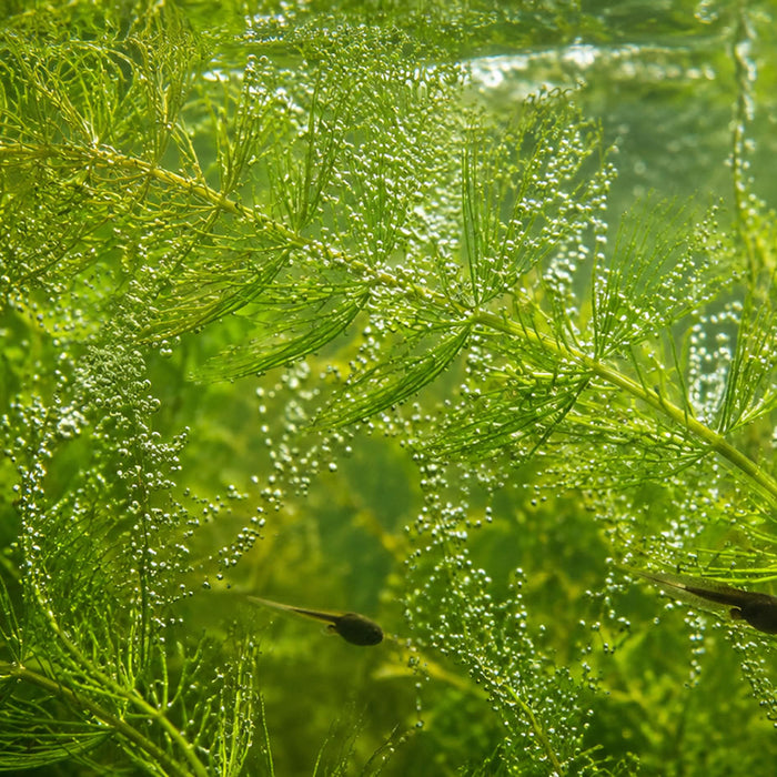 oxygenating plants with tadpoles
