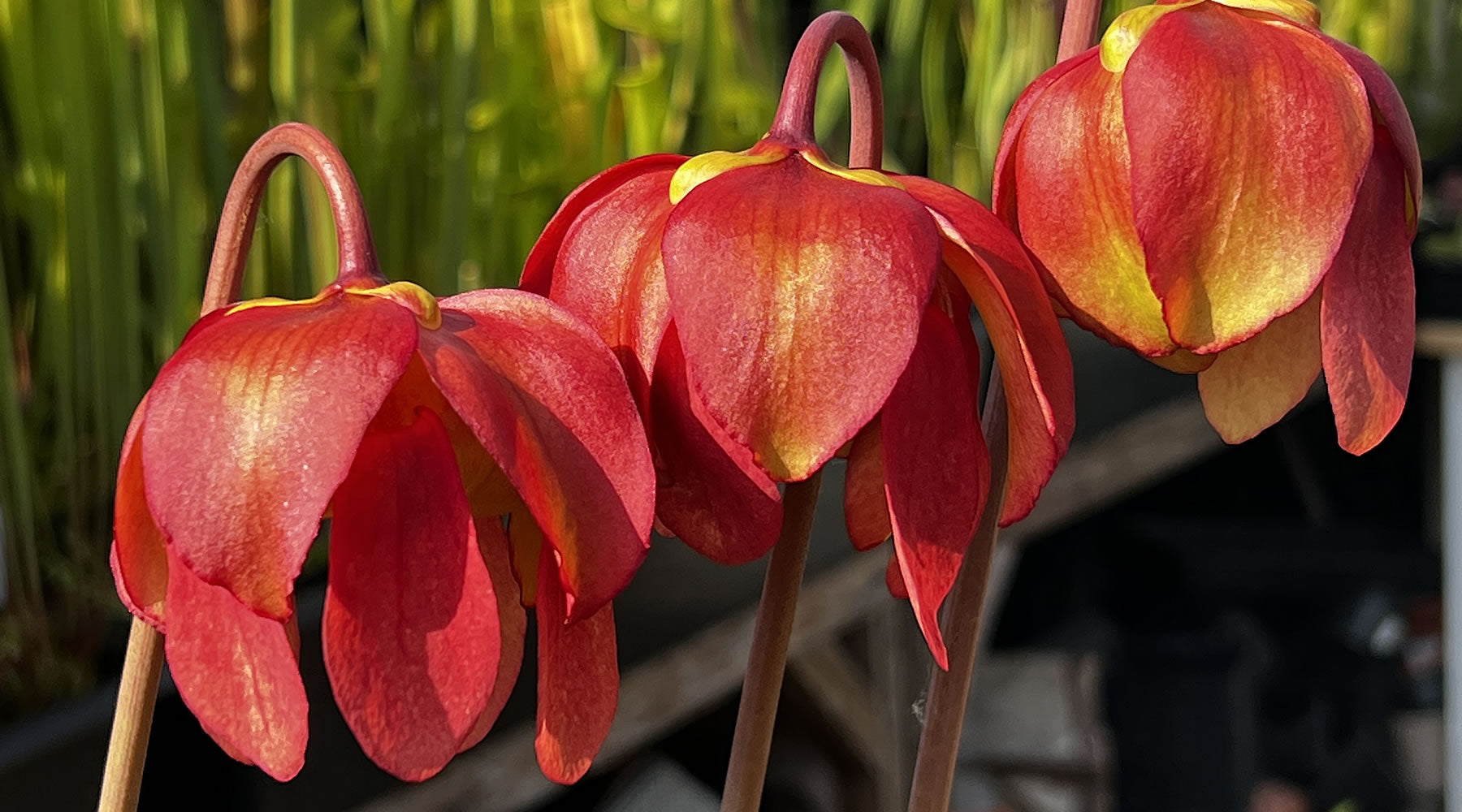 Sarracenia flowers