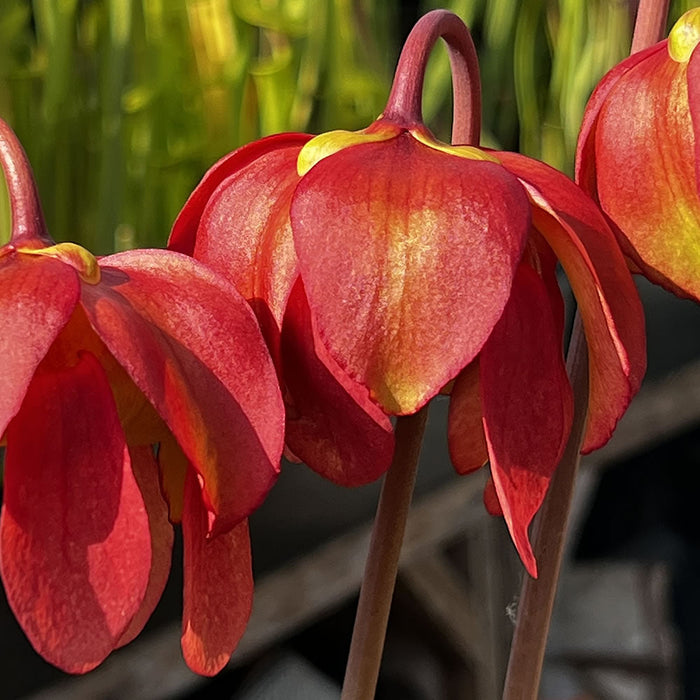 Should You Cut Off Sarracenia Flowers?