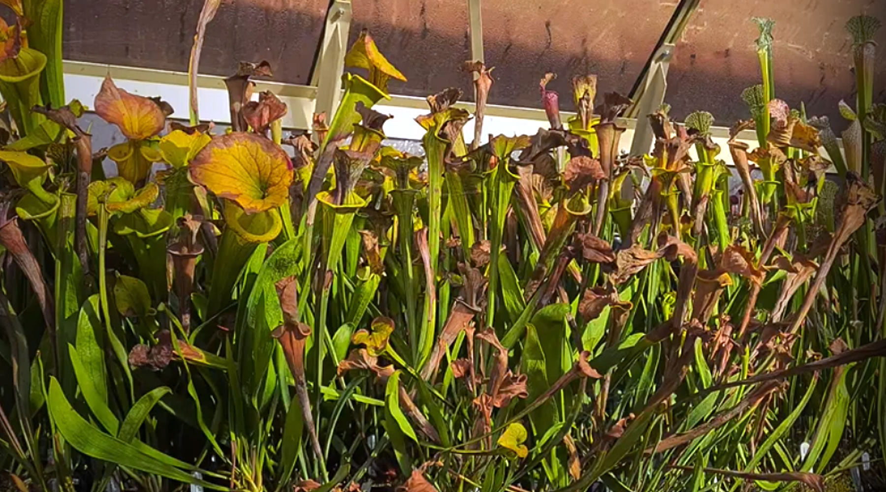 3 Tips to Get Your Sarracenia Through Winter Dormancy