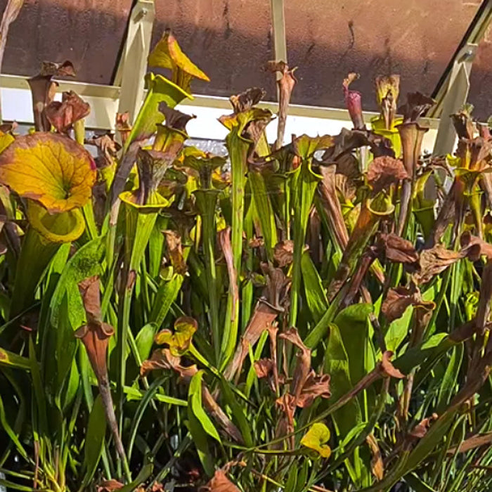 3 Tips to Get Your Sarracenia Through Winter Dormancy