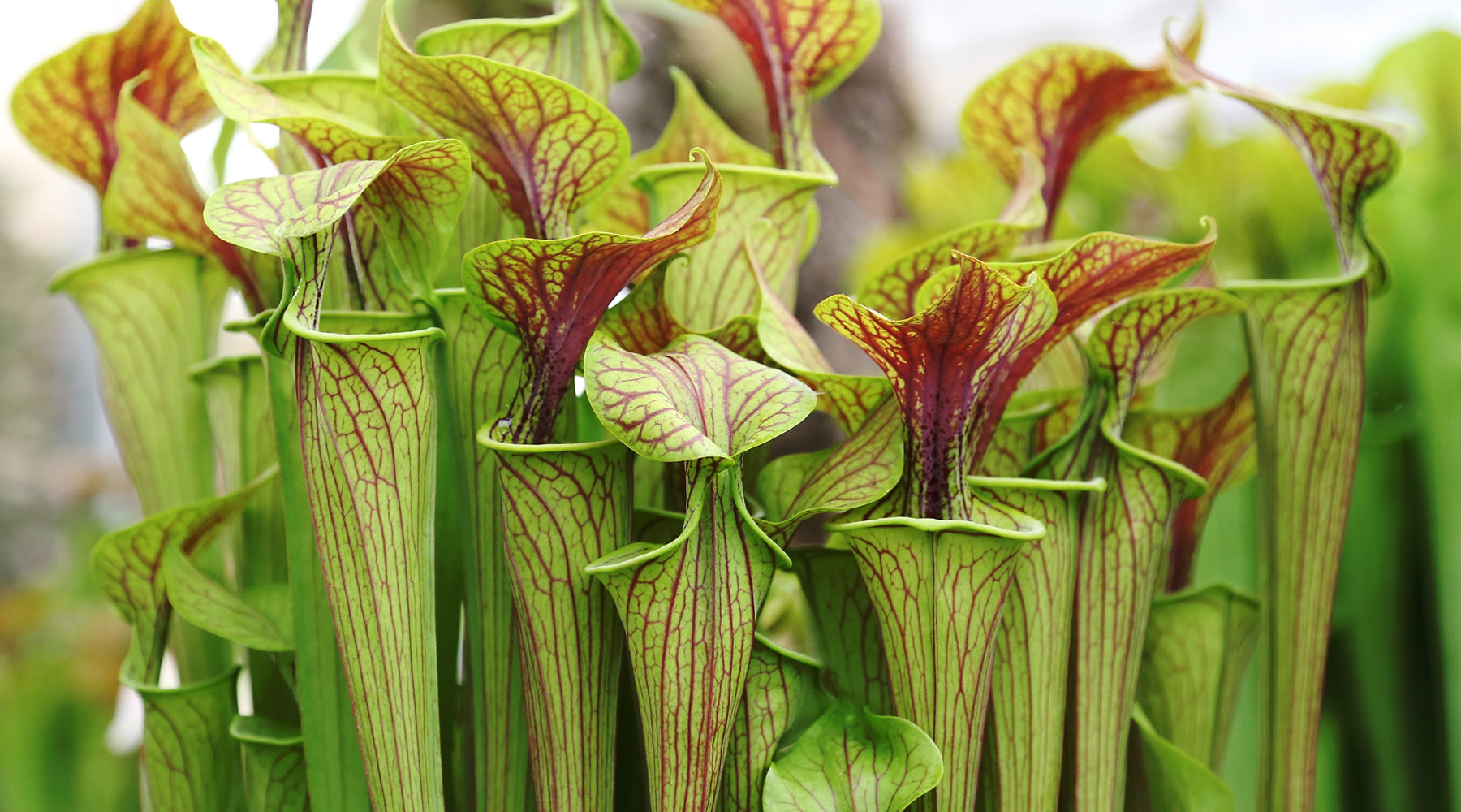 growing sarracenia in the UK