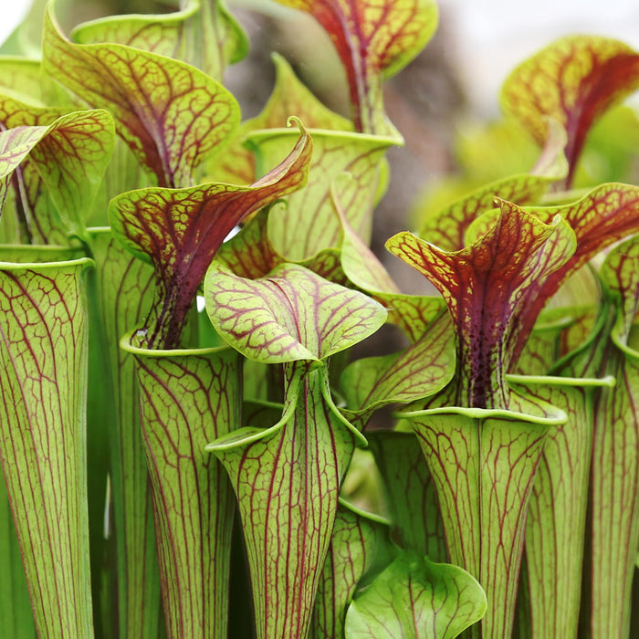 growing sarracenia in the UK
