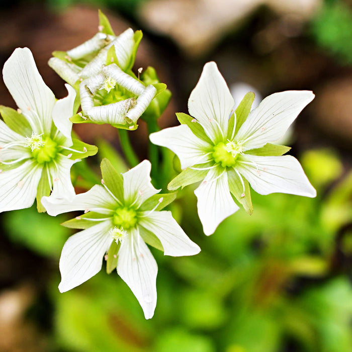 should you cut off venus flytrap flowers