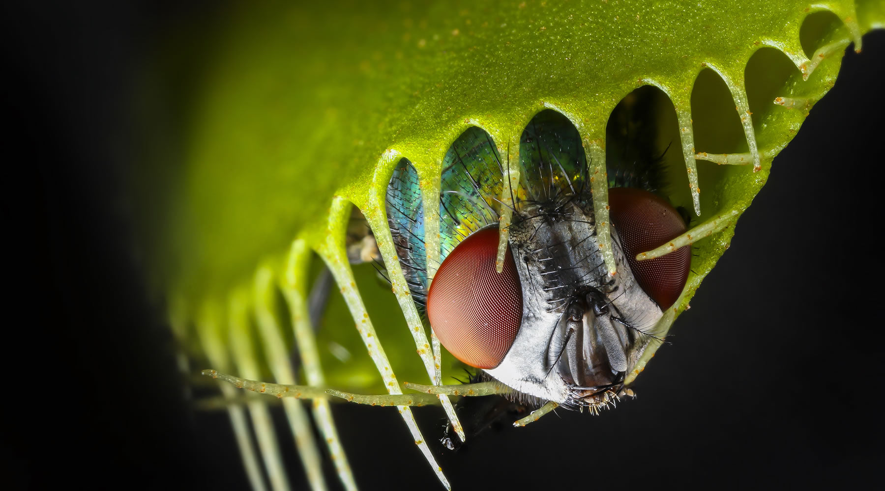 How Do Venus Flytraps Catch Their Prey?